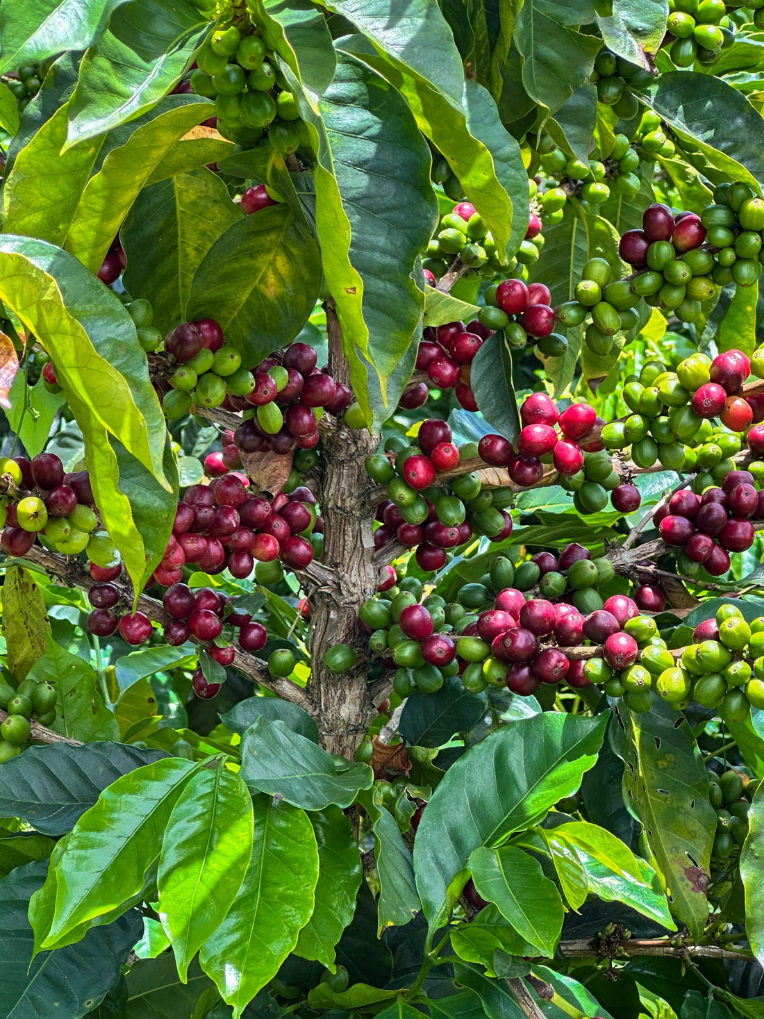 Why Fresh-Roasted Single-Origin Coffee Is Better Than National Coffee Brands